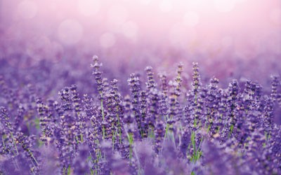 Lavendel Geschmack