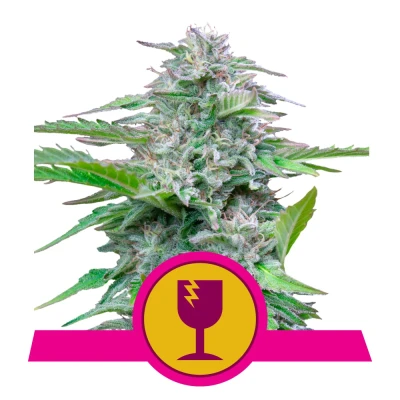 Royal Seed Critical Feminized - 3 Samen