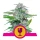 Royal Seed Critical Feminized - 3 Samen