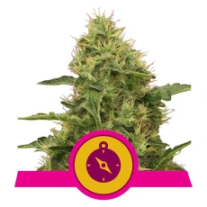 Royal Seed Northern Light Feminized - 3 Samen