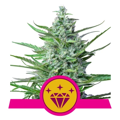 Royal Seed Special Kush #1 Feminized - 3 Samen