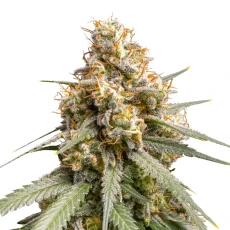 Royal Seed Shining Silver Haze Feminized - 3 Samen