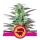 Royal Seed Skunk XL Feminized - 3 Samen