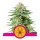 Royal Seed White Widow Feminized - 3 Samen