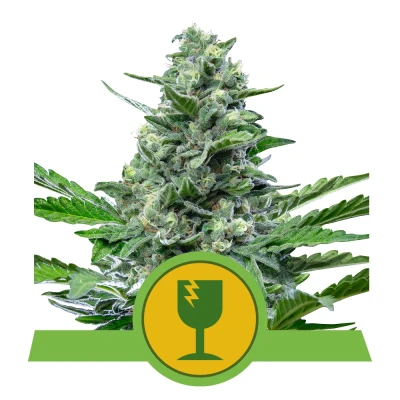 Royal Seed Royal Critical Automatic - 3 Samen