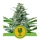 Royal Seed Royal Critical Automatic - 3 Samen