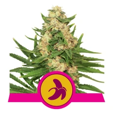 Royal Seed Fat Banana USA Premium Feminized - 3 Samen