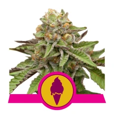 Royal Seed Green Gelato USA Premium Feminized - 3 Samen