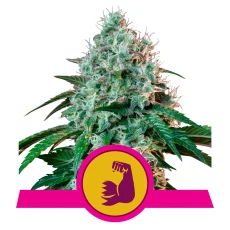 Royal Seed Hulkberry USA Premium Feminized - 3 Samen