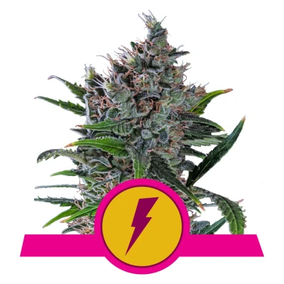 Royal Seed North Thunderfuck USA Premium Feminized - 3 Samen