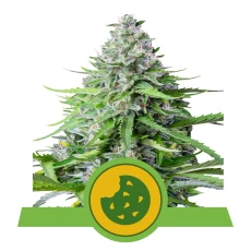 Royal Seed Royal Cookies USA Premium Automatic - 3 Samen