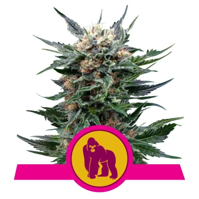 Royal Seed Royal Gorilla USA Premium Feminized - 3 Samen