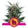 Royal Seed Royal Gorilla USA Premium Feminized - 3 Samen