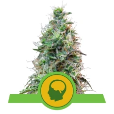 Royal Seed Amnesia Haze Automatic - 3 Samen