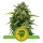 Royal Seed Sweet Skunk Automatic - 3 Samen