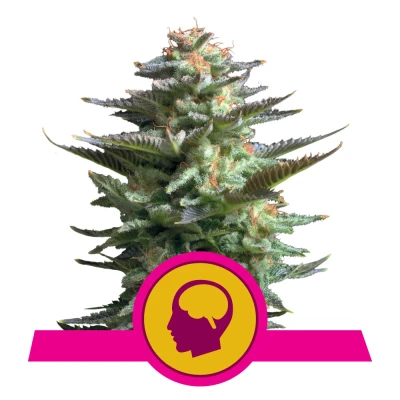 Royal Seed Amnesia Haze Feminized - 3 Samen