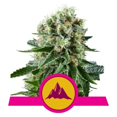 Royal Seed Critical Kush Feminized - 3 Samen