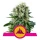 Royal Seed Critical Kush Feminized - 3 Samen