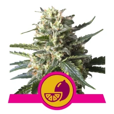 Royal Seed Lemon Shining Silver Haze Feminized - 3 Samen