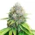 Royal Seed O.G. Kush Feminized - 3 Samen