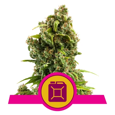 Royal Seed Sour Diesel Feminized - 3 Samen