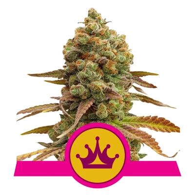 Royal Seed Special Queen #1 Feminized - 3 Samen