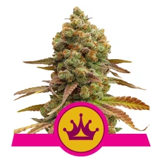 Royal Seed Special Queen #1 Feminized - 3 Samen