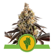 Royal Seed Cookies Gelato USA Premium Automatic - 3 Samen