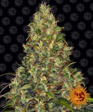 Barneys Farm Amnesia Haze Auto - 3 Samen