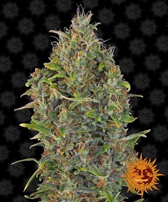 Barneys Farm Critical Kush Auto - 3 Samen