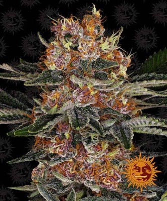 Barneys Farm Purple Punch Auto - 3 Samen