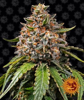 Barneys Farm White Widow XXL Auto - 3 Samen