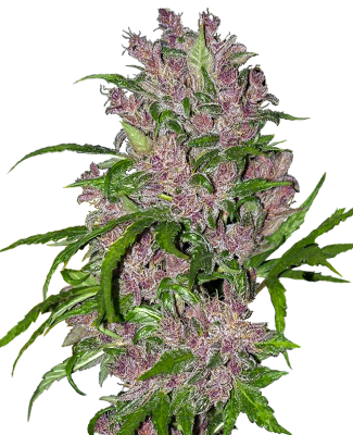 Sensi Seeds Purple Bud Auto - 3 Samen