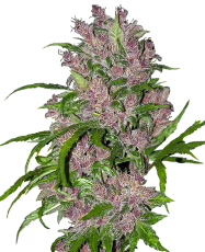 Sensi Seeds Purple Bud Auto - 3 Samen