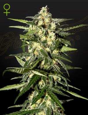 Green House Seeds Jack Herer Auto - 3 Samen