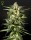 Green House Seeds Jack Herer Auto - 3 Samen