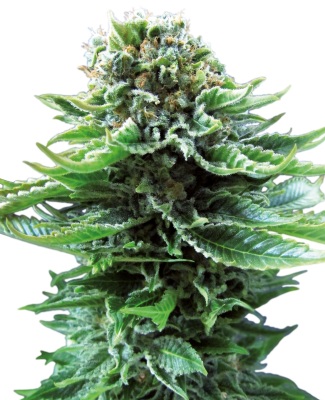 Sensi Seeds Northern Lights Auto - 3 Samen