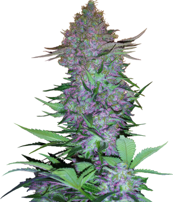 Sensi Seeds Purple Skunk Auto - 3 Samen