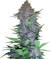 Sensi Seeds Purple Skunk Auto - 3 Samen