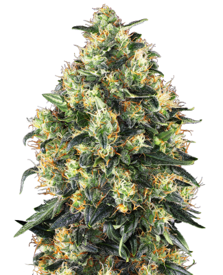 Sensi Seeds Super Skunk Auto - 3 Samen