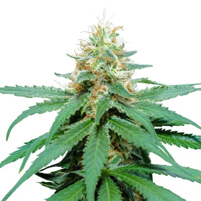 Royal Seed Amnesia Haze Regular - 10 Samen