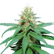 Royal Seed Amnesia Haze Regular - 10 Samen