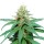 Royal Seed Amnesia Haze Regular - 10 Samen