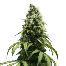 Royal Seed Skunk XL Regular - 10 Samen