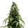 Royal Seed Skunk XL Regular - 10 Samen