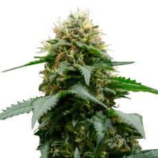 Royal Seed White Widow Regular - 10 Samen