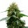 Royal Seed White Widow Regular - 10 Samen