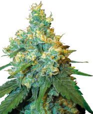 Sensi Seeds Jack Herer&reg; Regular - 10 Samen