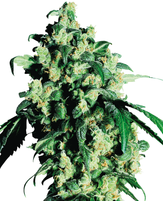 Sensi Seeds Super Skunk&reg; Regular - 10 Samen