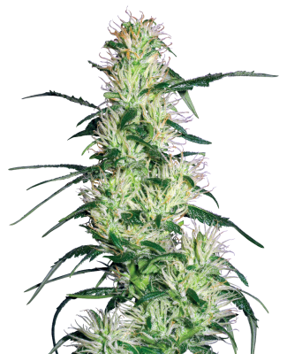 Sensi Seeds Purple Haze Feminisiert - 3 Samen